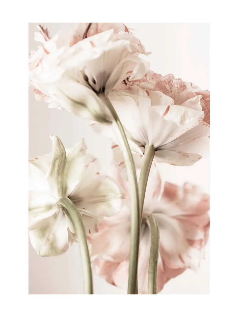 Pink Bloom