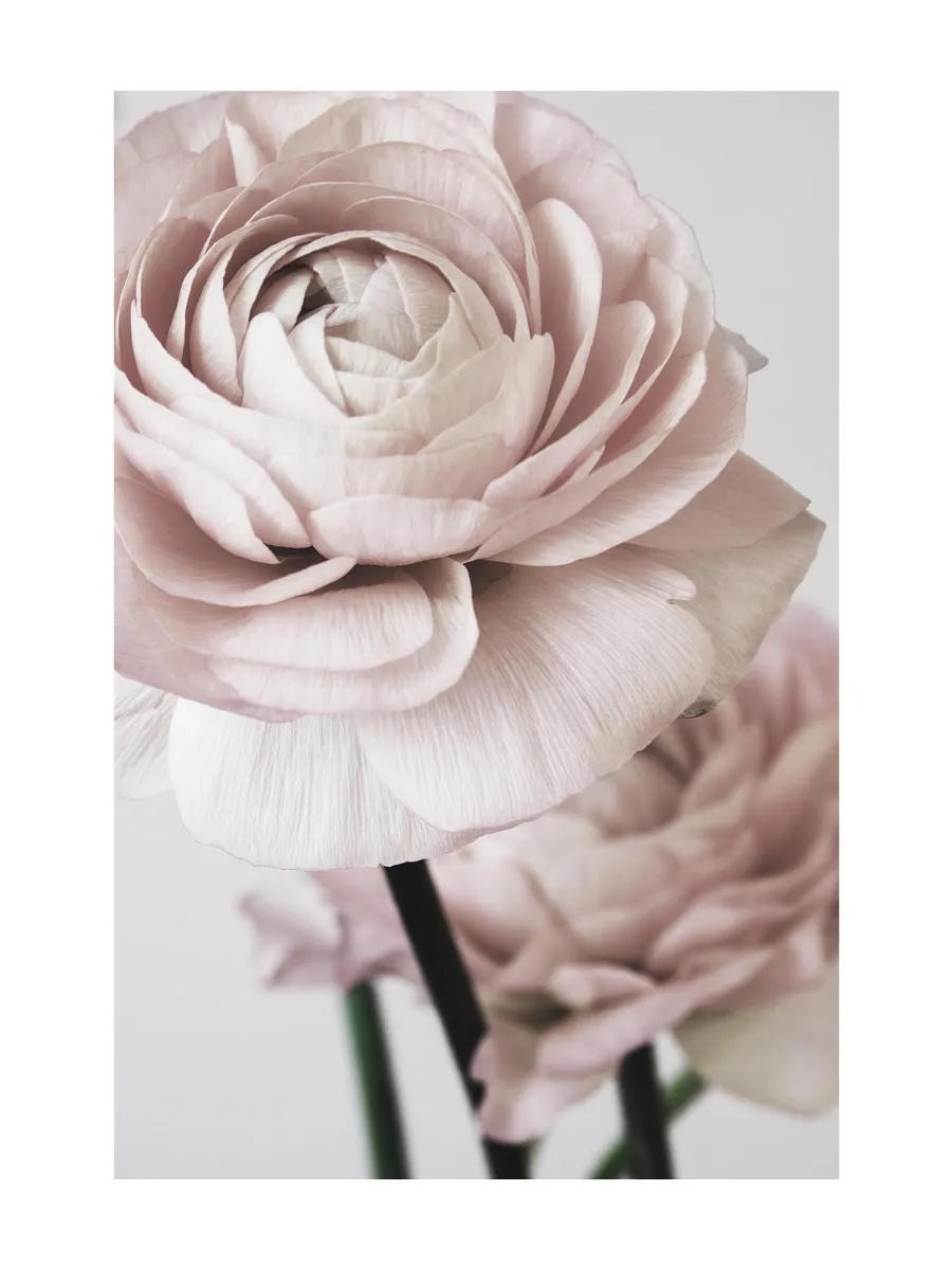 Pink Flower Dream No2
