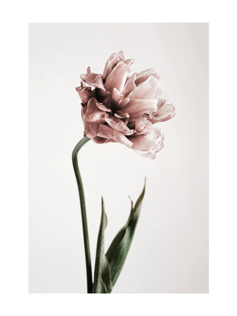Pink Tulipe No1