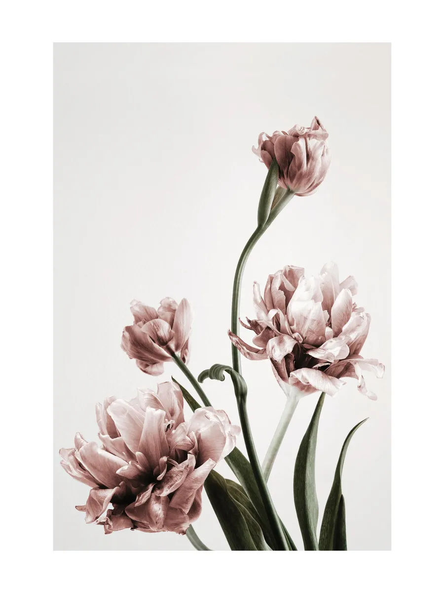Pink Tulipe No3