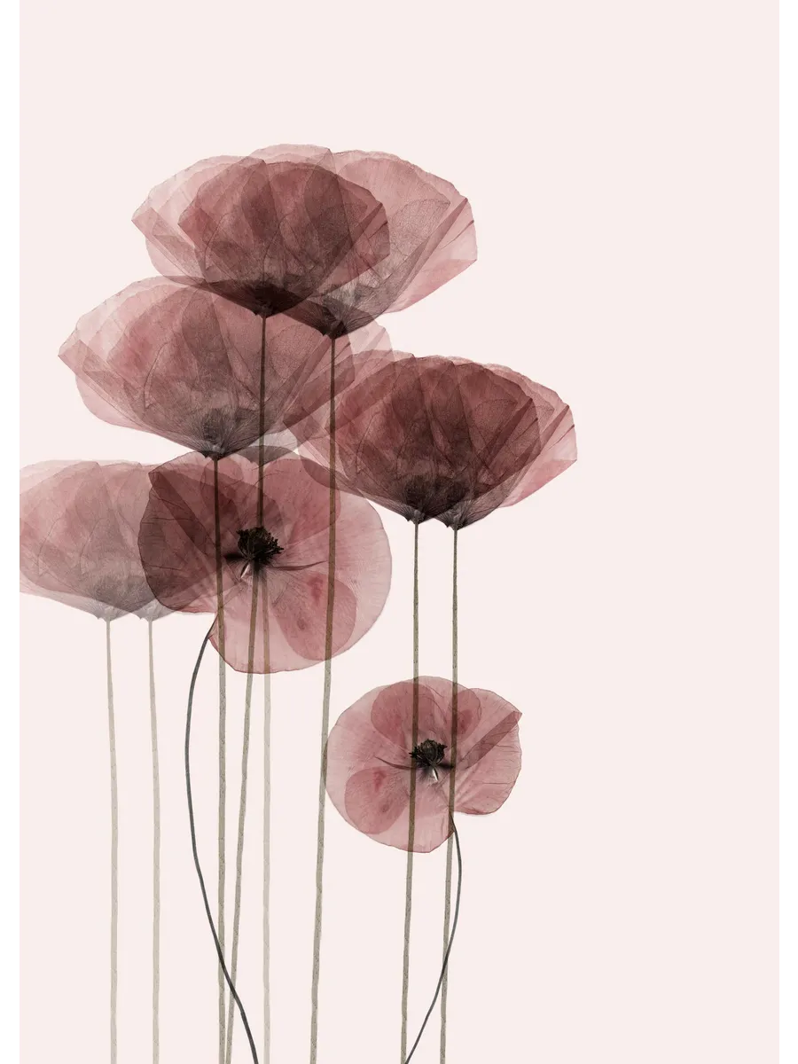 Poppy Bunch