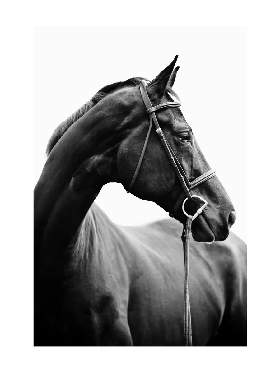 Portrait of Horse