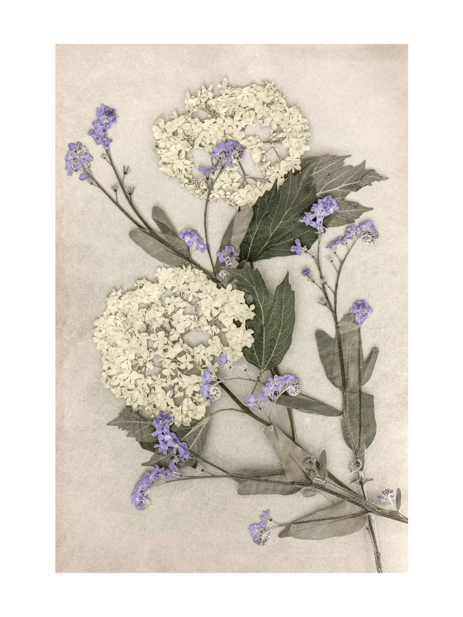 Pressed Flowers