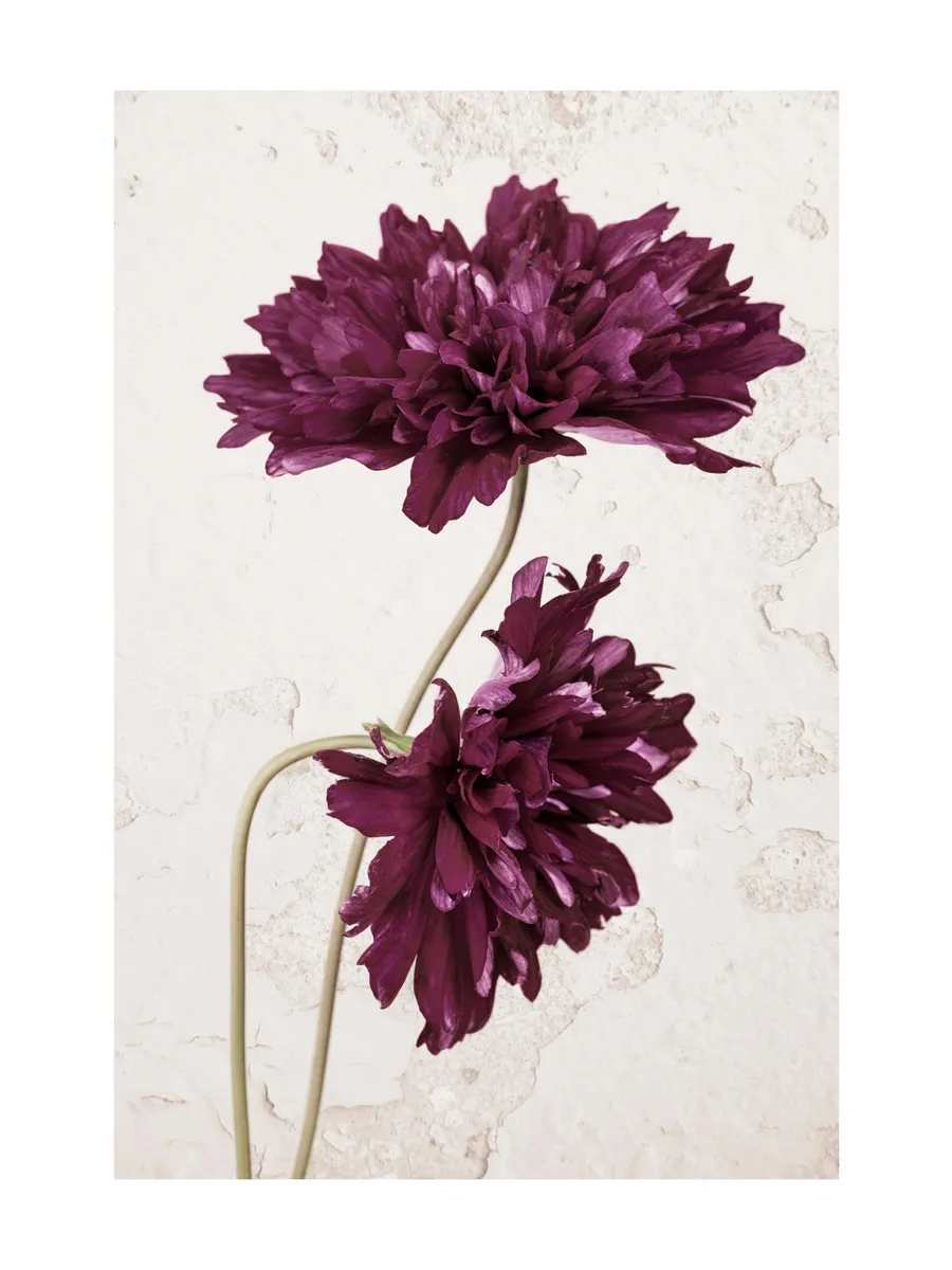 Purple Cosmos Flower
