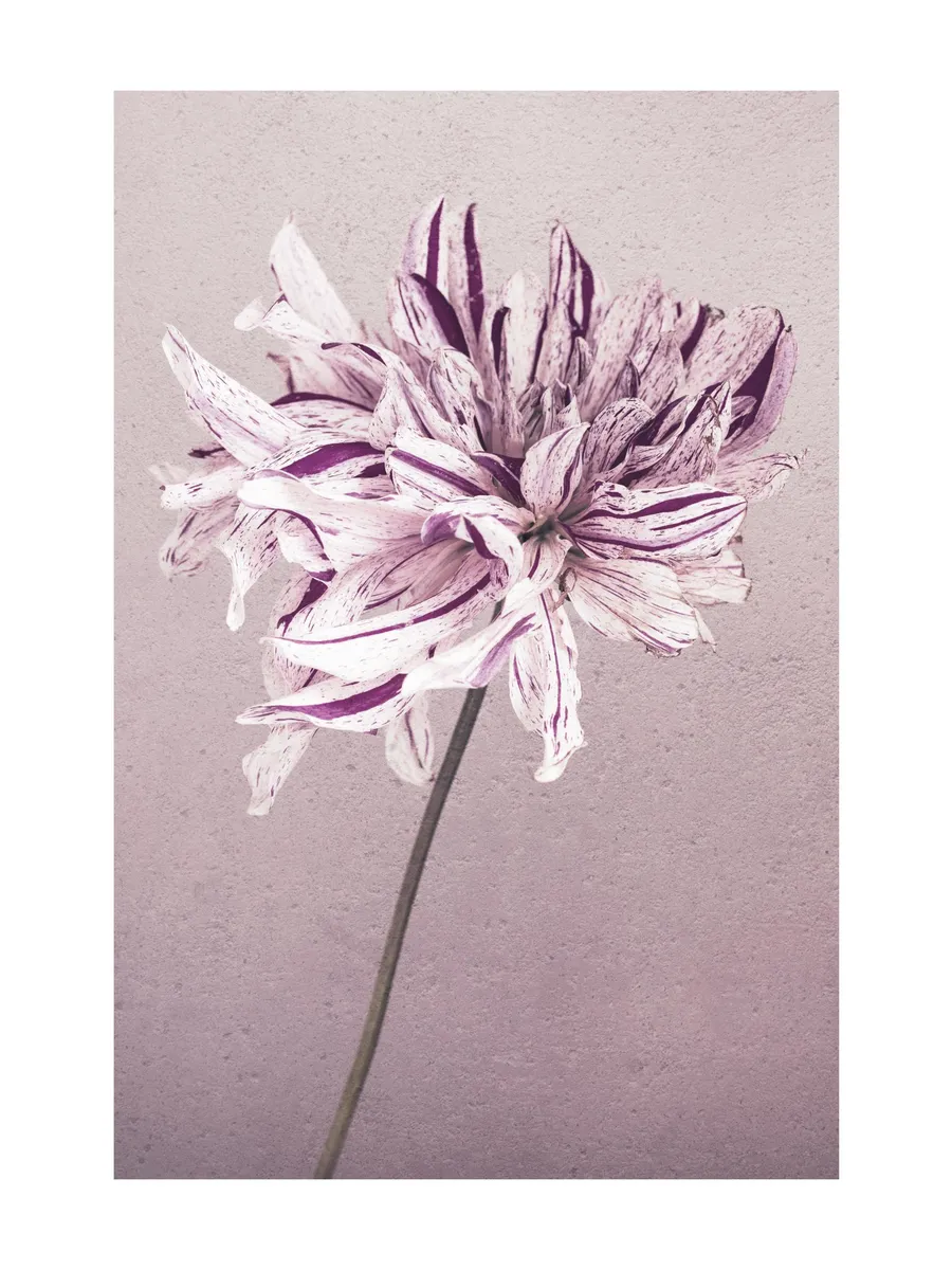 Purple Dahlia No1