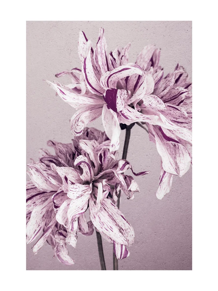 Purple Dahlia No2