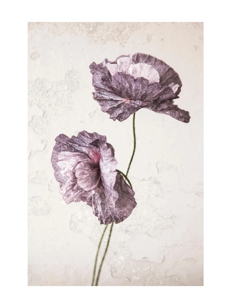 Purple Poppy Flower