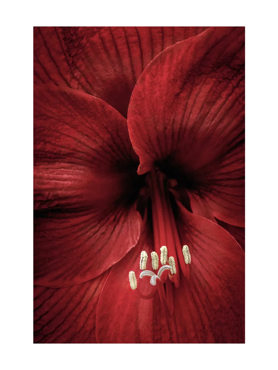 Red Amaryllis