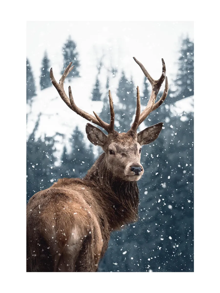 Red Deer in Snow