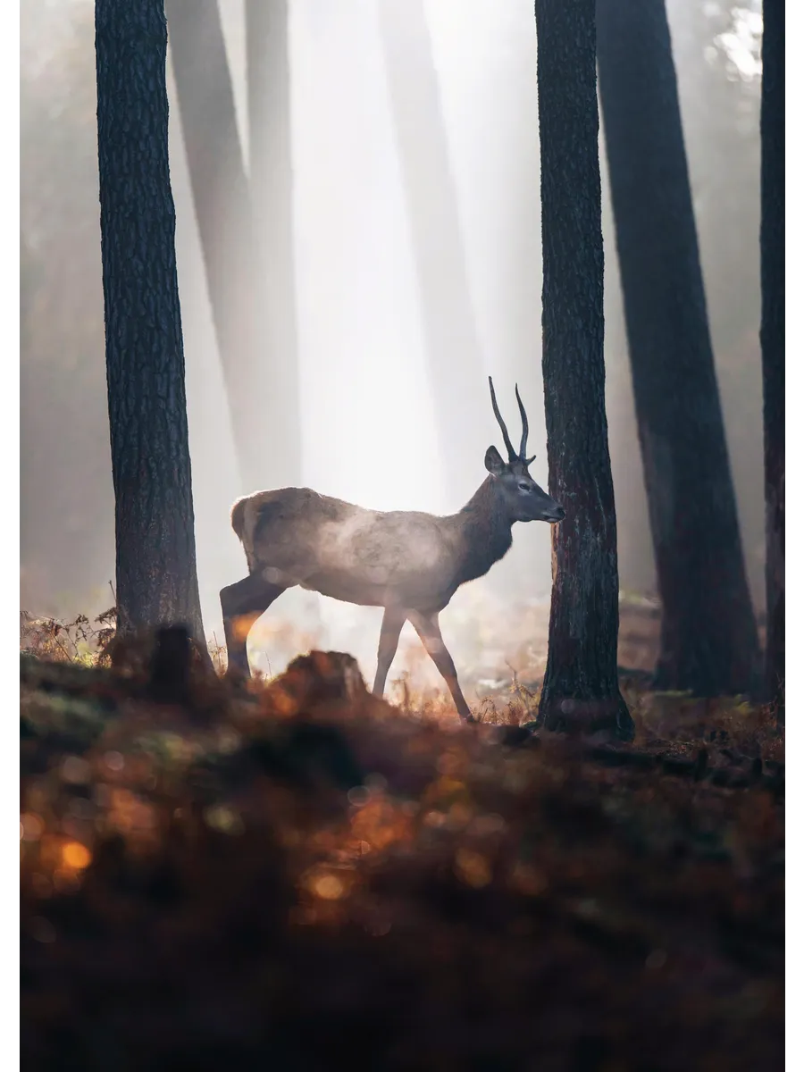 Red Deer