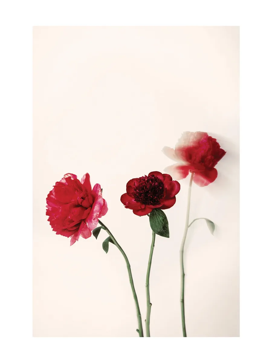 Red Flowers