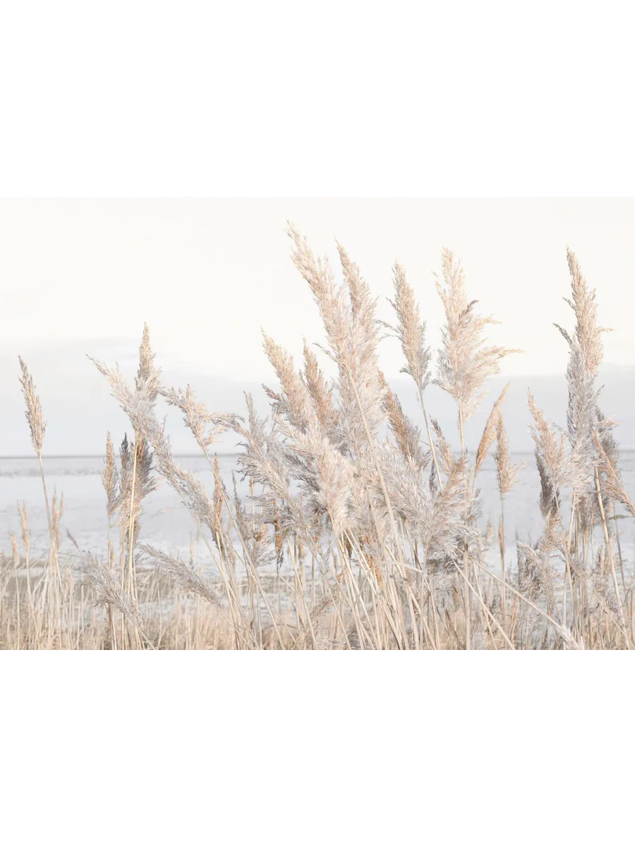 Reeds by the Sea