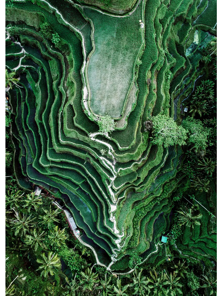 Rice Terraces