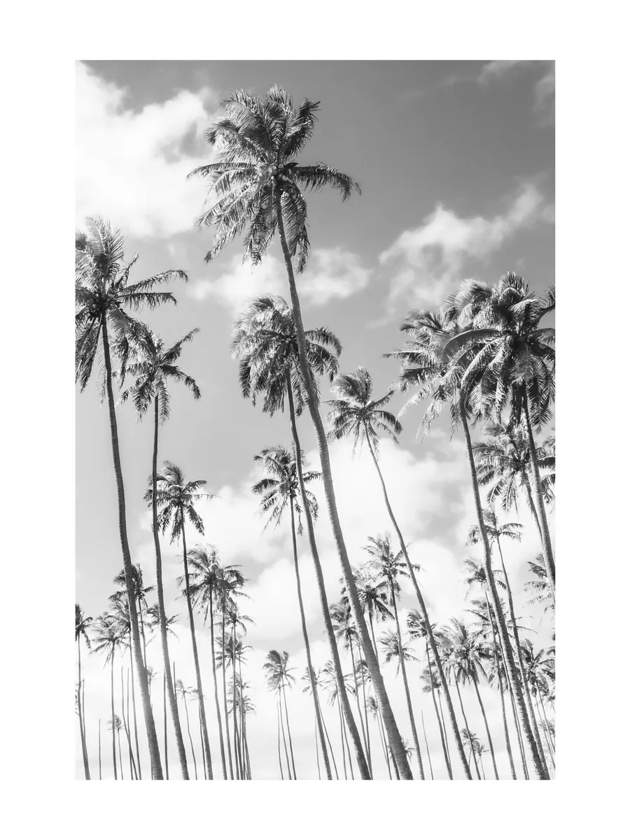Richard Podgurski Kauai Palms