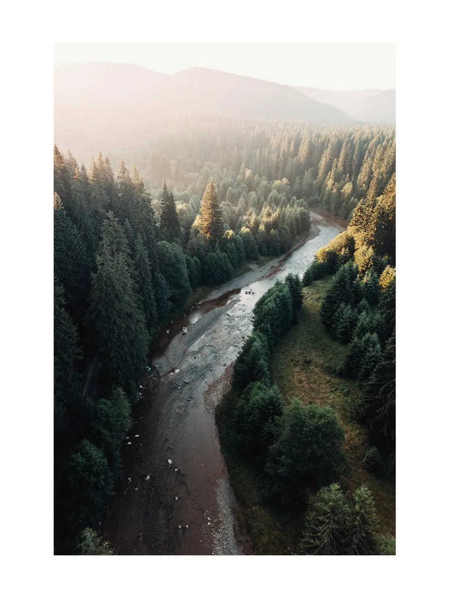 River in Forest