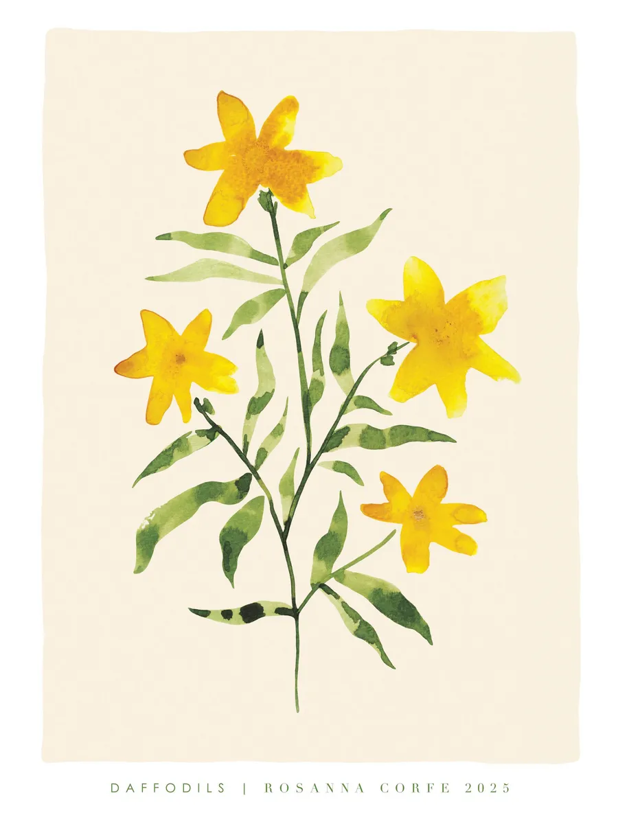 Rosanna Corfe Daffodils