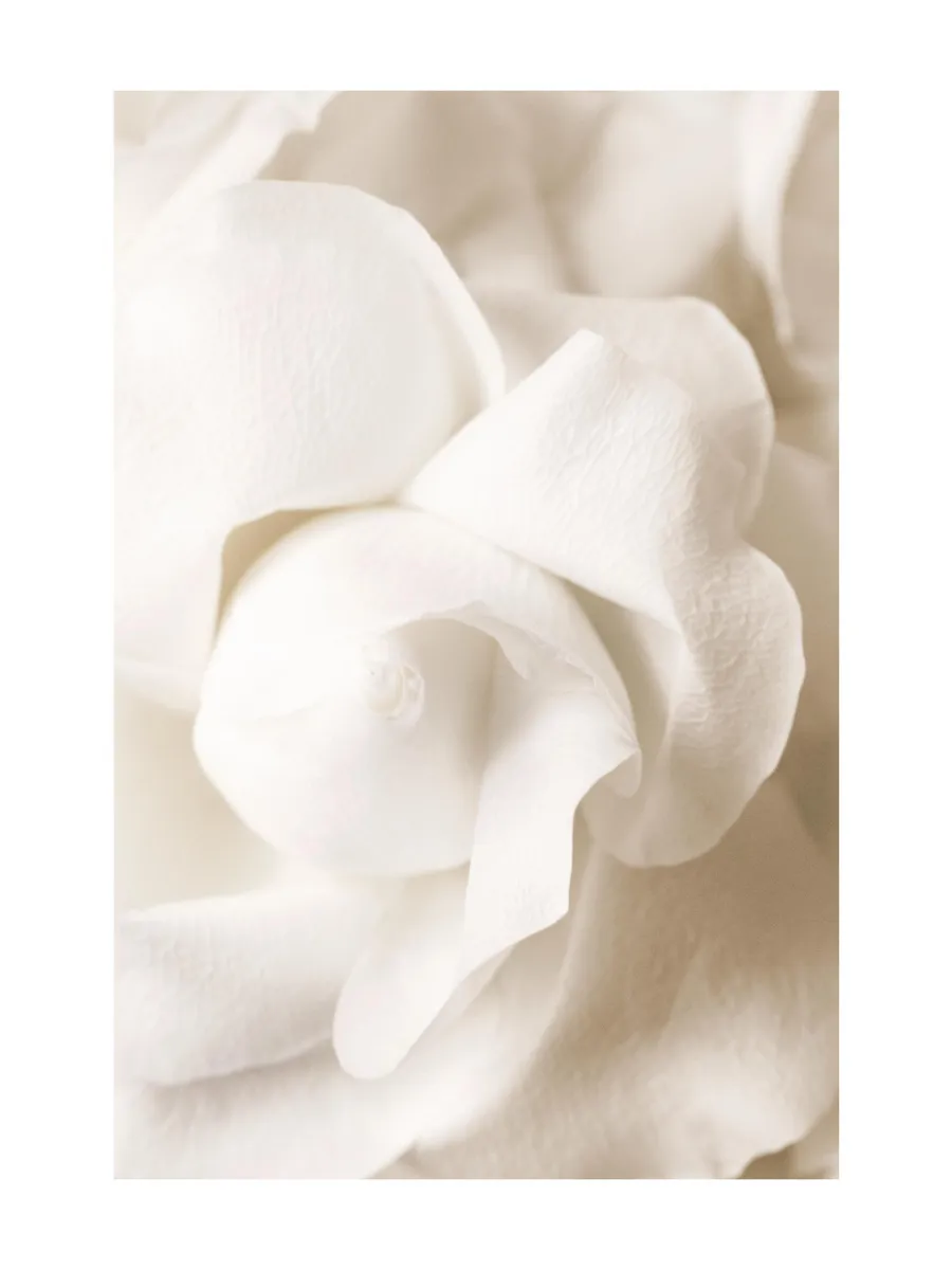 Rose Flower Bud