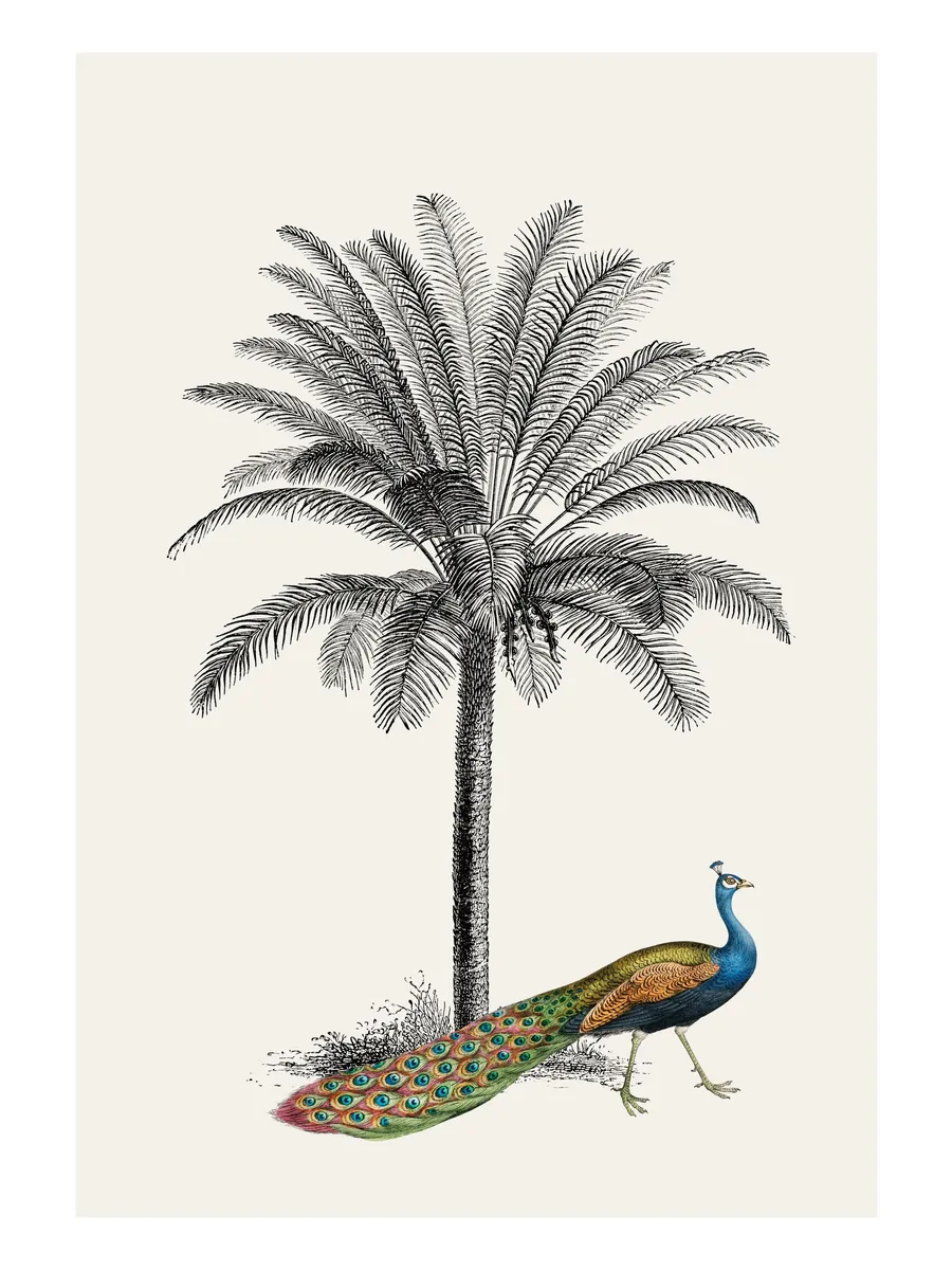 Royal Botanical Peacock