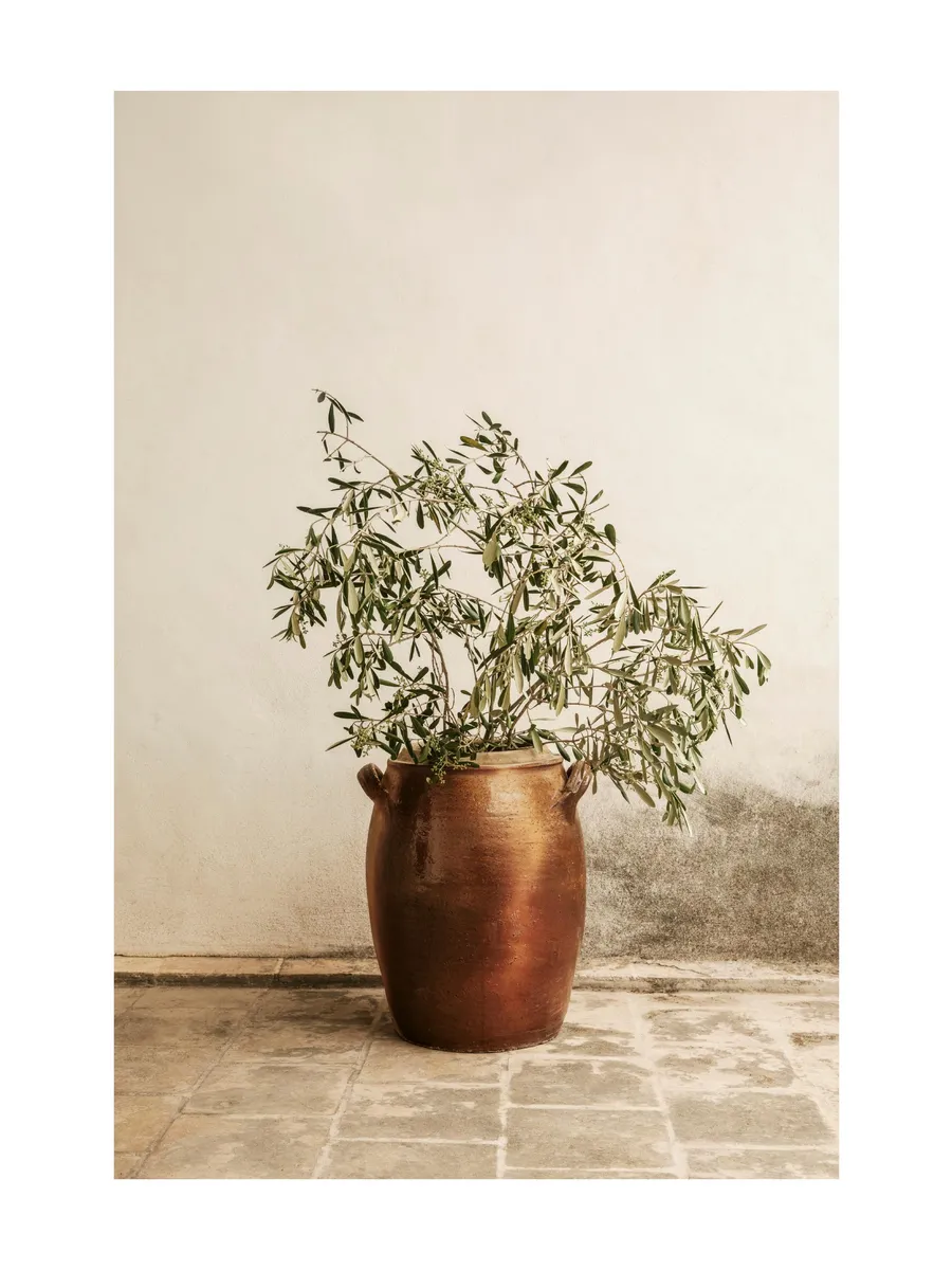 Rustic Olive Branch