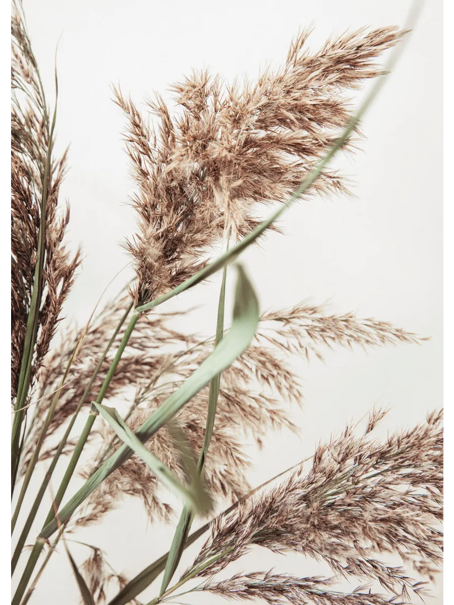 Rustic Reed