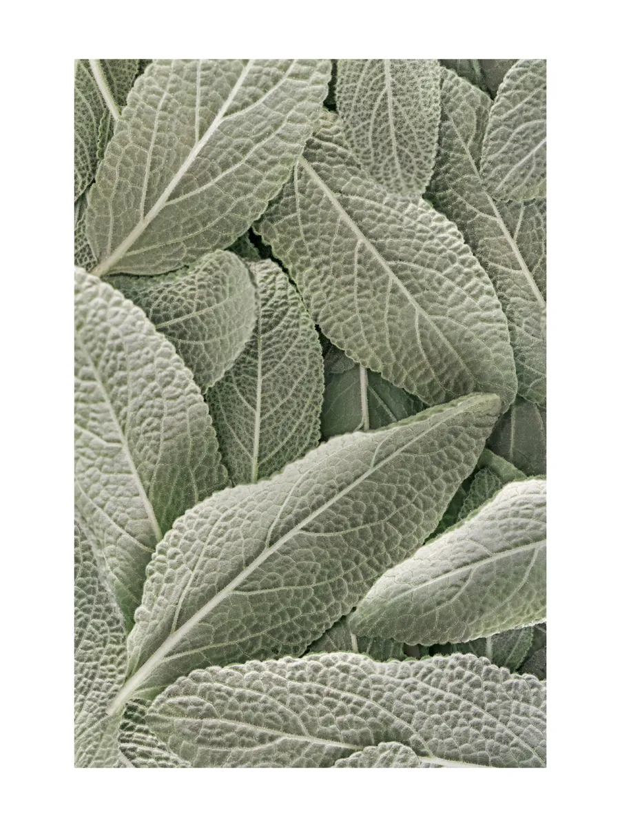 Sage