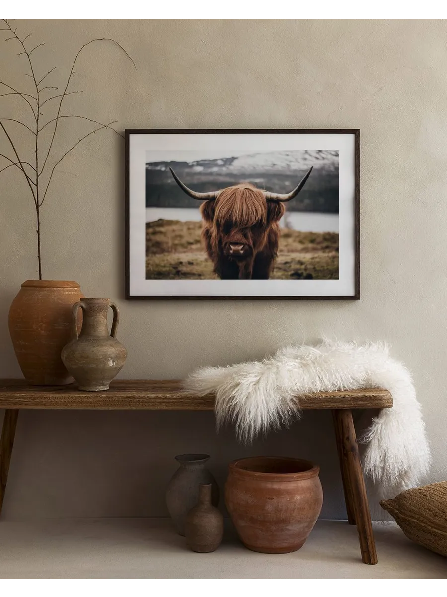 Scottish Highland Cattle