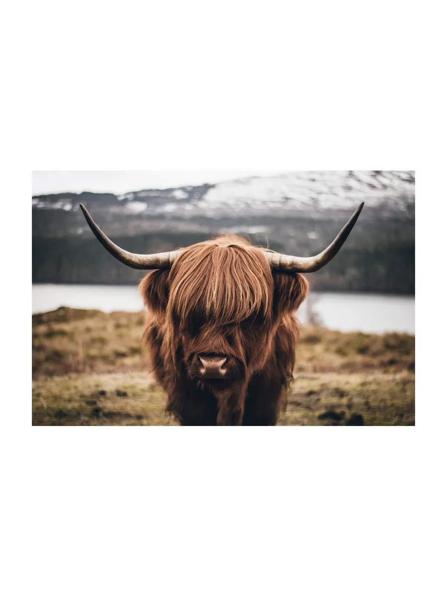 Scottish Highland Cattle
