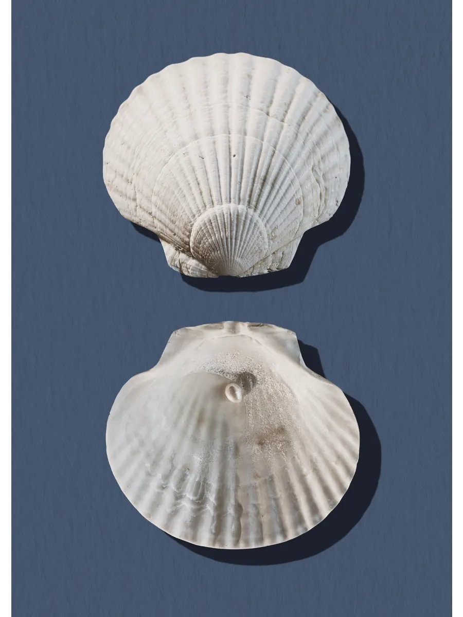 Sea Treasures