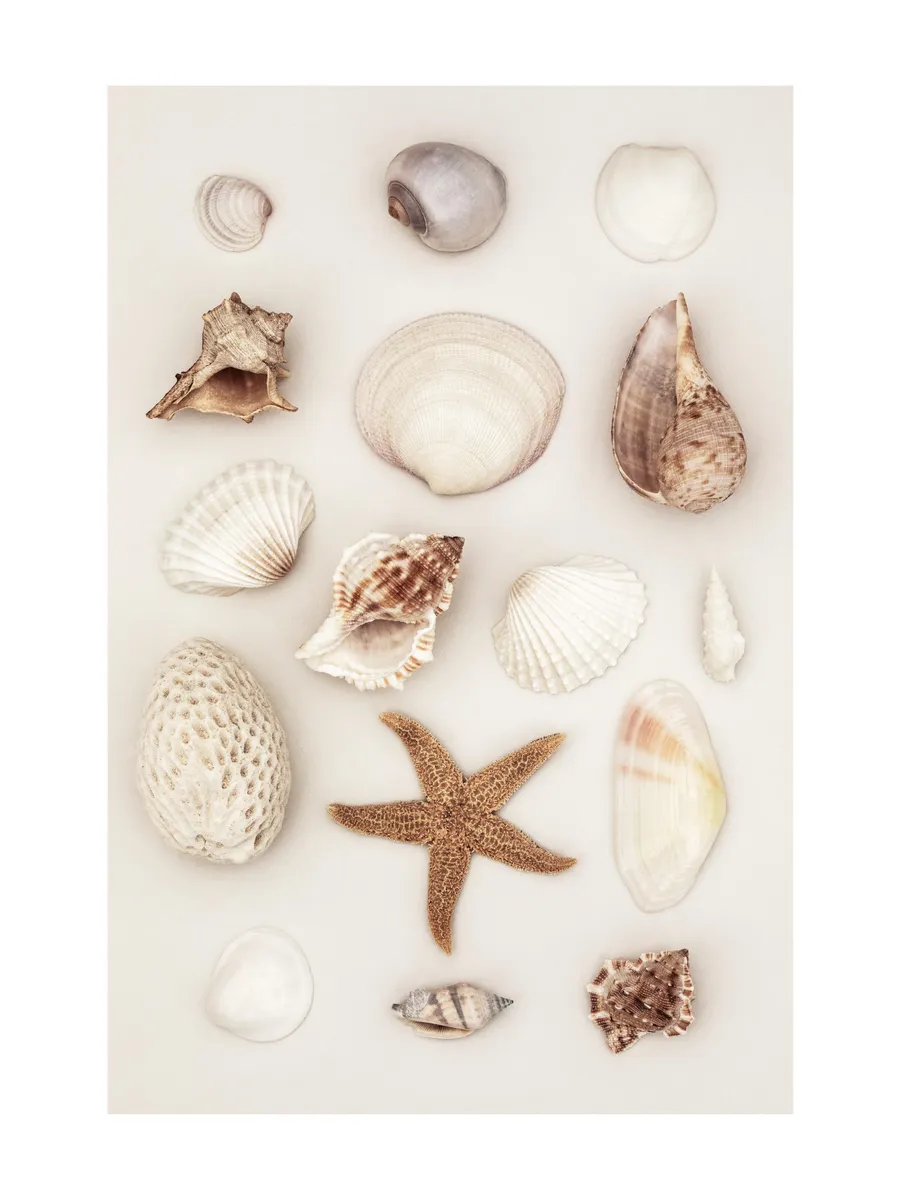 Seashells and Starfish