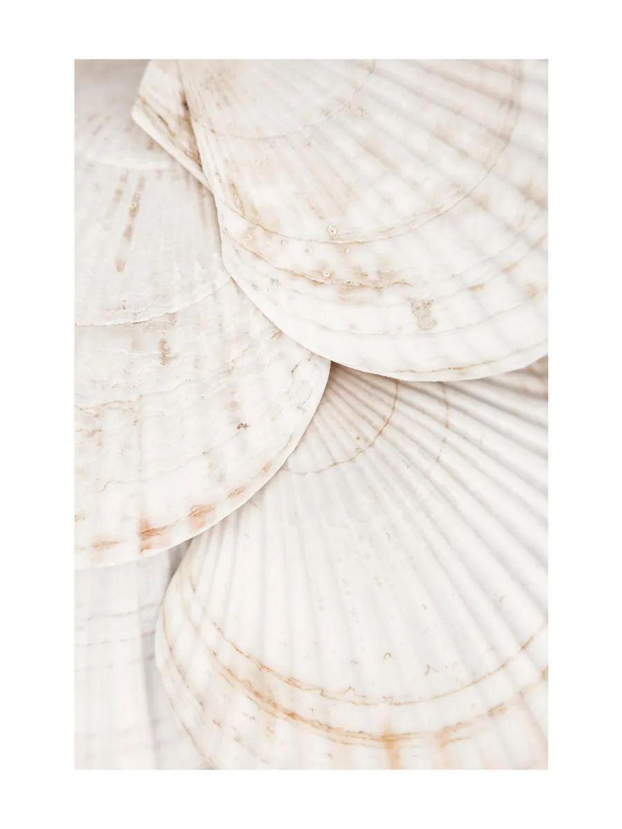 Seashells