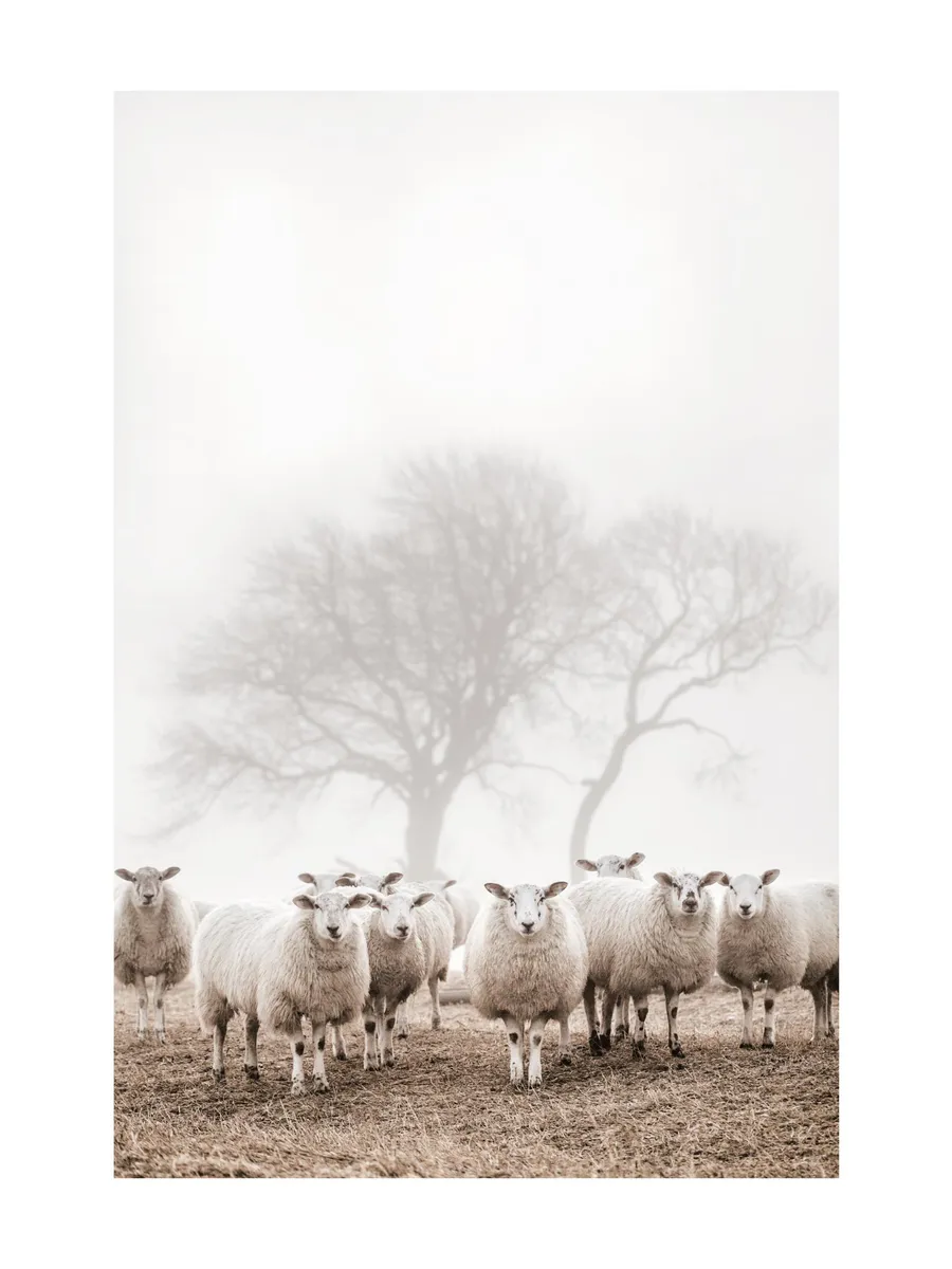 Sheep Herd