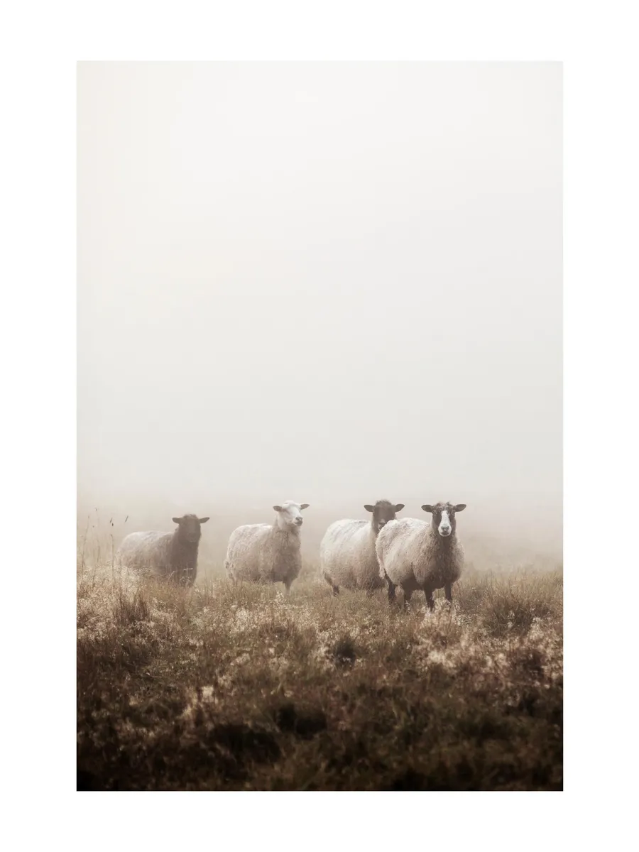 Sheep in the Fog
