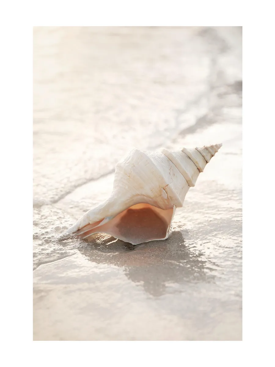 Shell on Beach