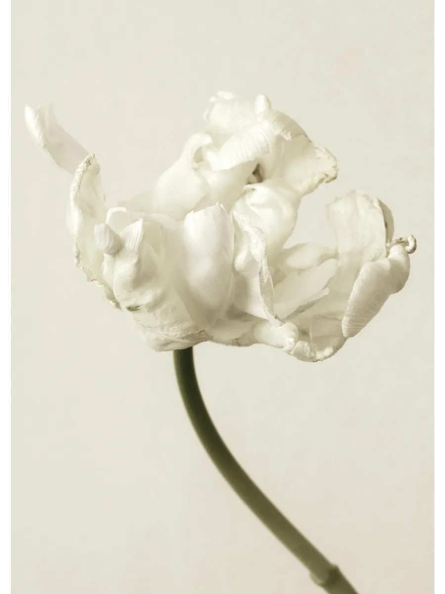 Silent Blossom