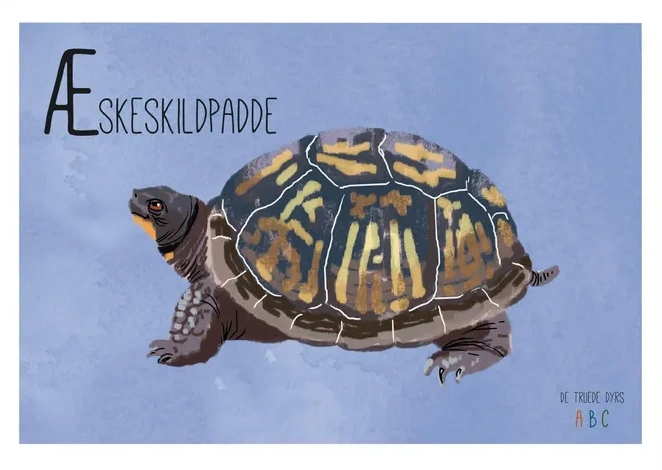 Skeskildpadde