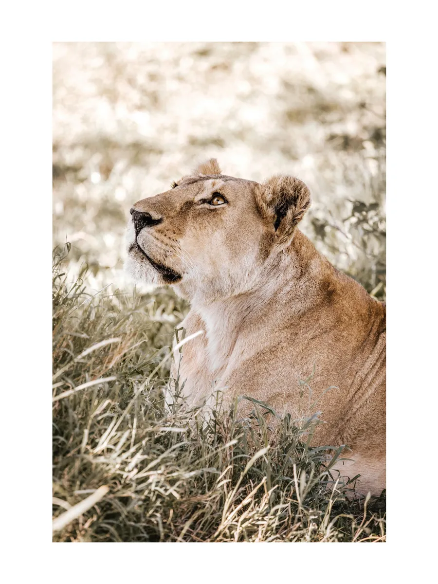 Sky Gazing Lion