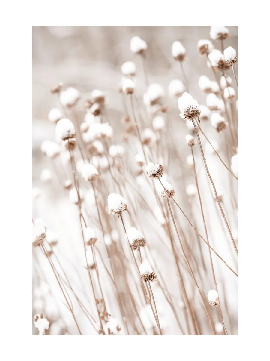 Snow Covered Flowers