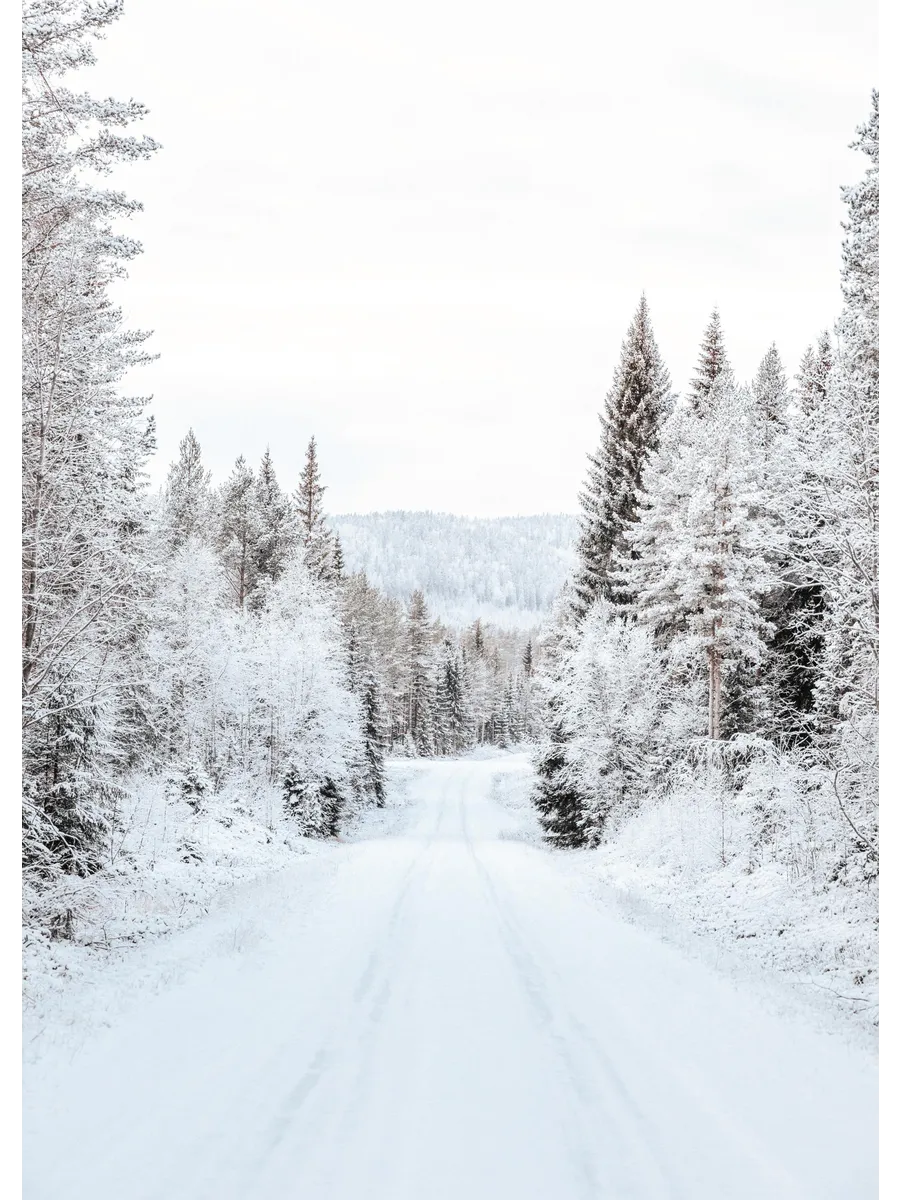Snowy Forest Road