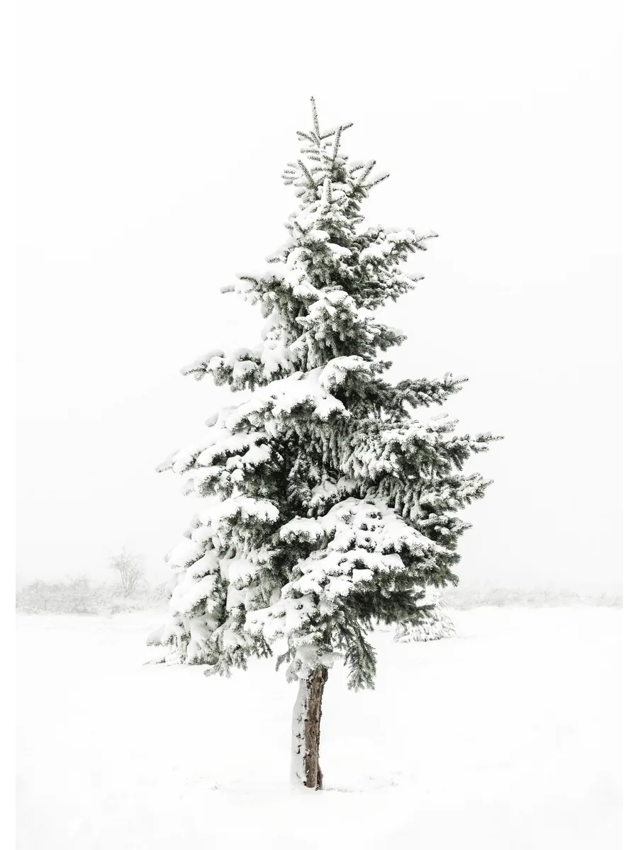 Snowy Spruce