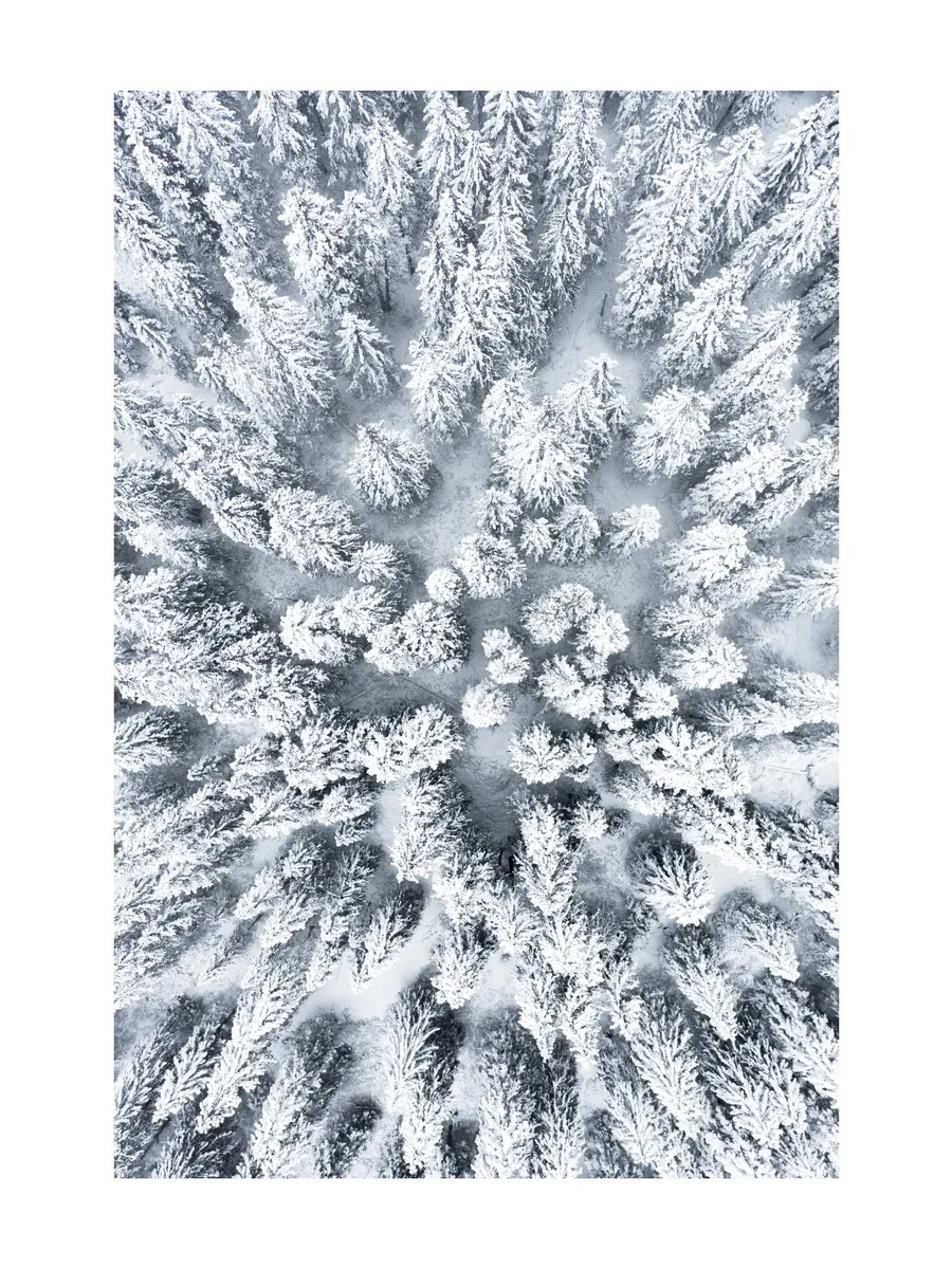 Snowy Trees