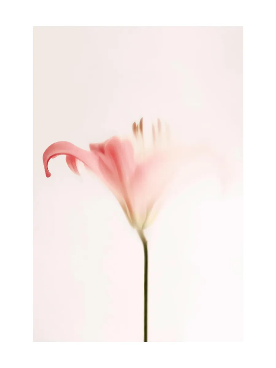 Soft Pink Lily