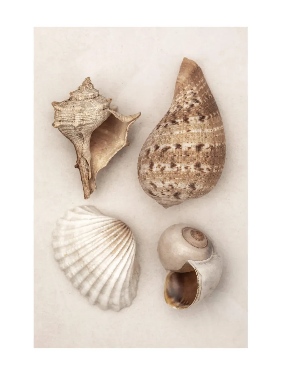 Soft Shells