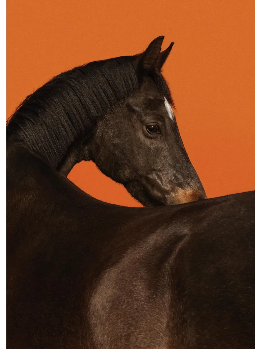 Stallion