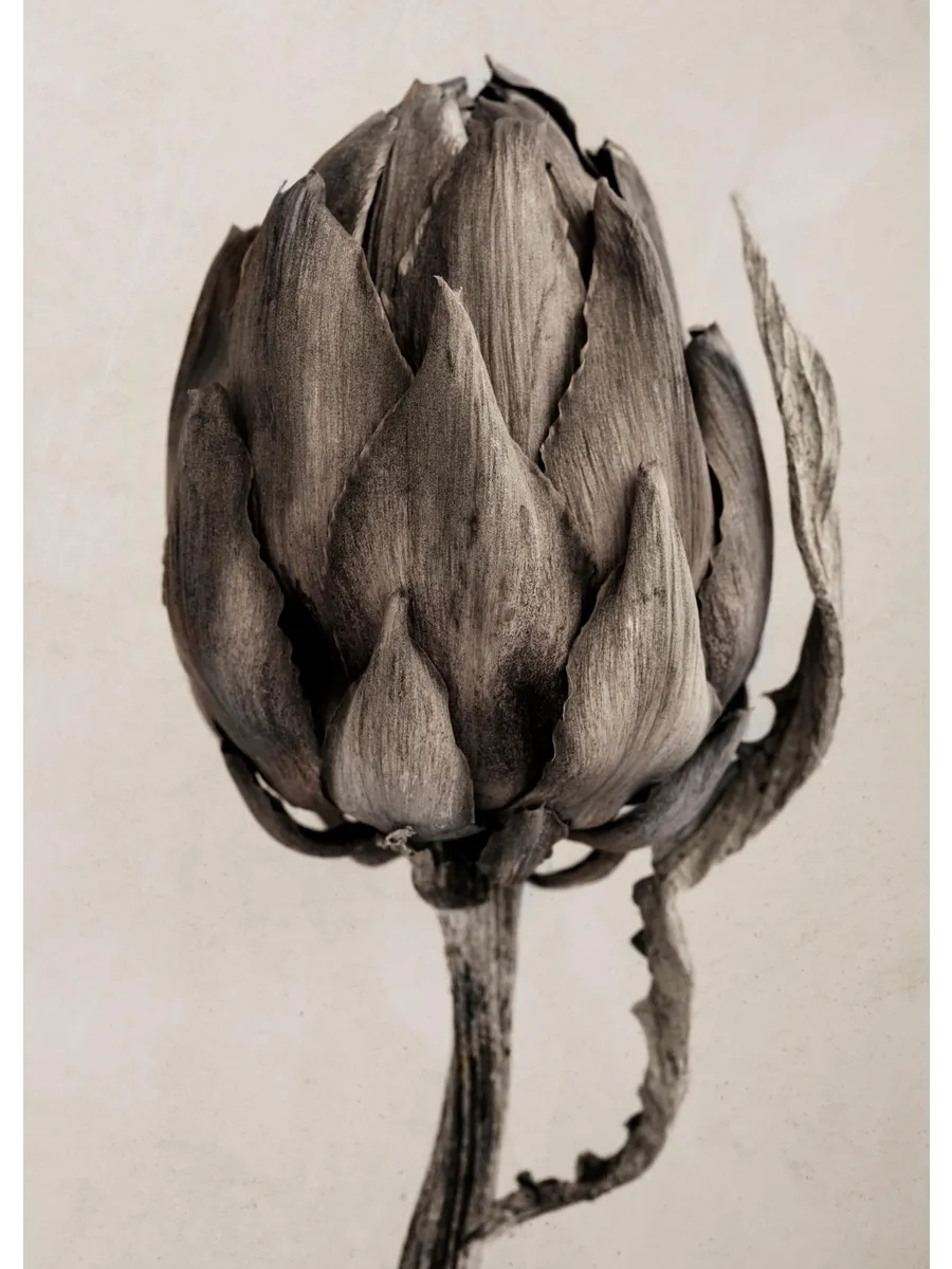 Still Life Artichoke