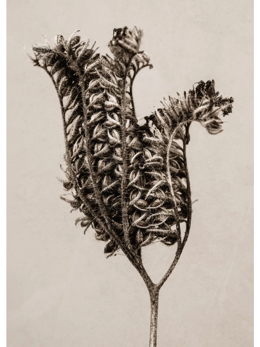 Still Life Fiddleneck