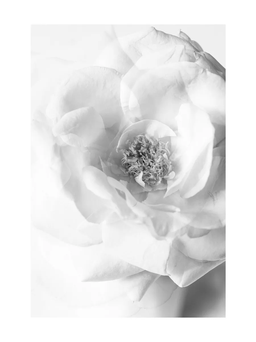 Still Life Rose No2