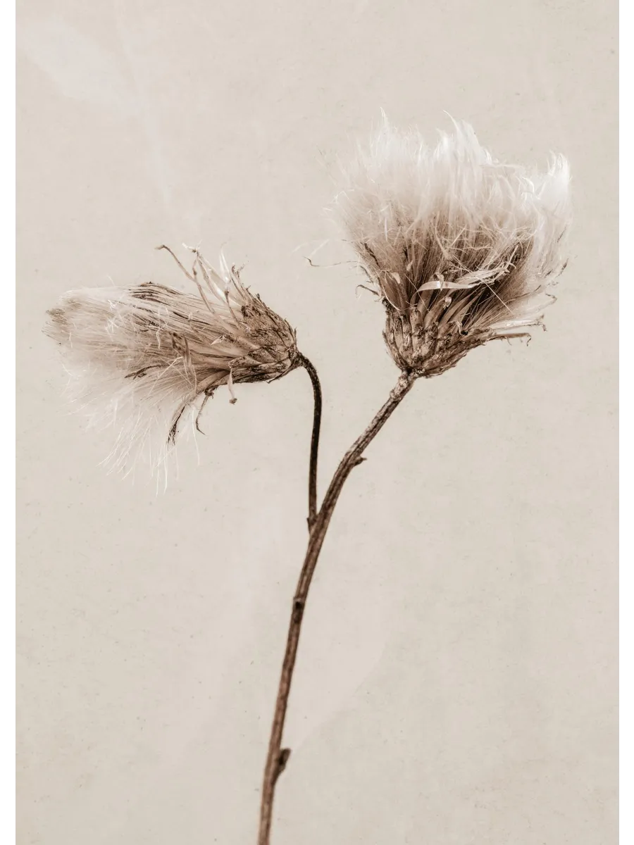 Still Life Thistle