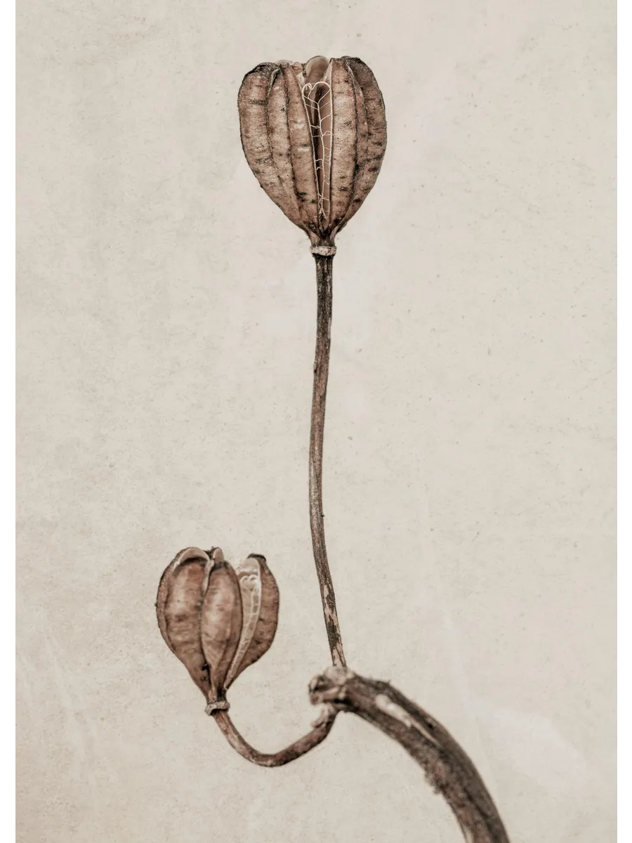 Still Life Turks Cap Lily