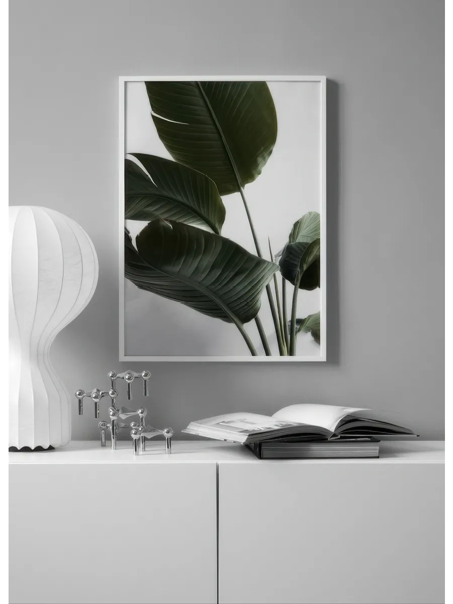 Strelitzia One