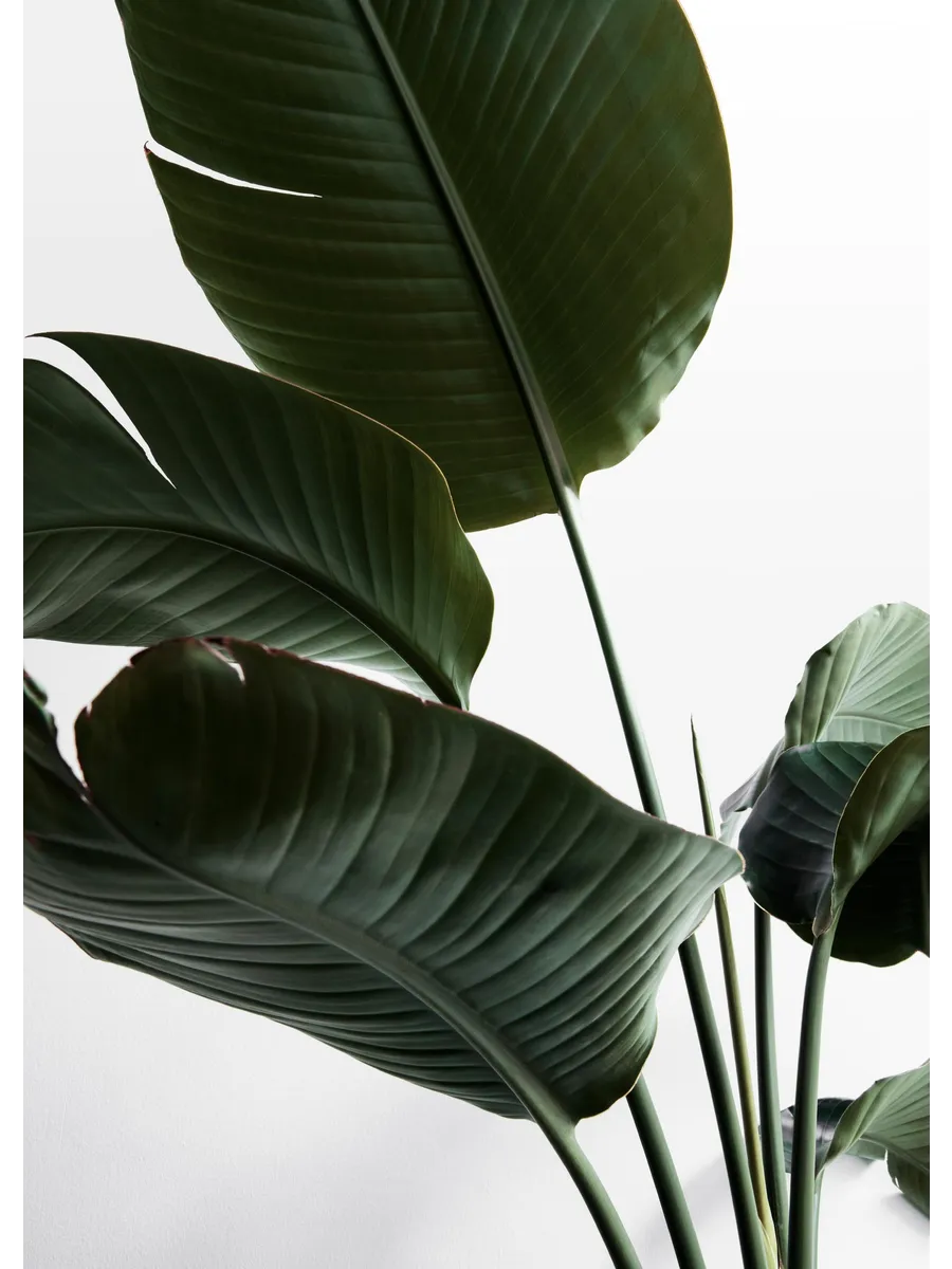 Strelitzia One
